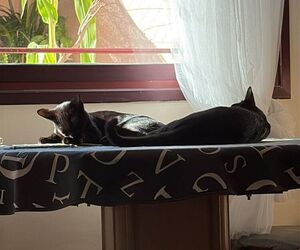 Francisco José Figueroa tapia