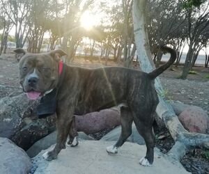 Marea