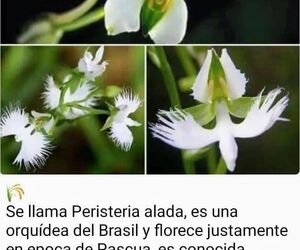 Pilar