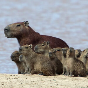 Capibara