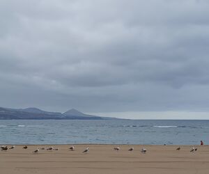 Lau