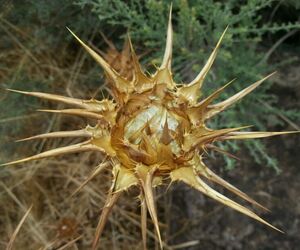 Rosaroja