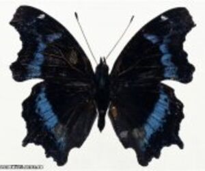 Anastassiya