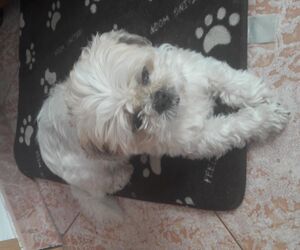 Bea