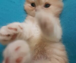 Laila