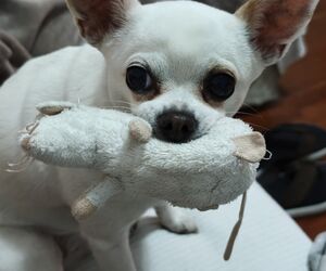 mipi