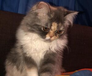 samy