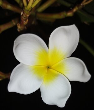 Vera