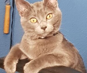 Manuel