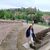 marola