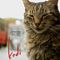 Picoteo y Documental Kedi en zona Alacaravaneras