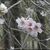 Valsequillo, almendro en flor 