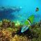 Snorkel en el Confital