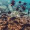 Snorkel en Las Canteras
