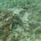 Snorkel en Las Canteras