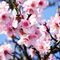 Almendro en flor