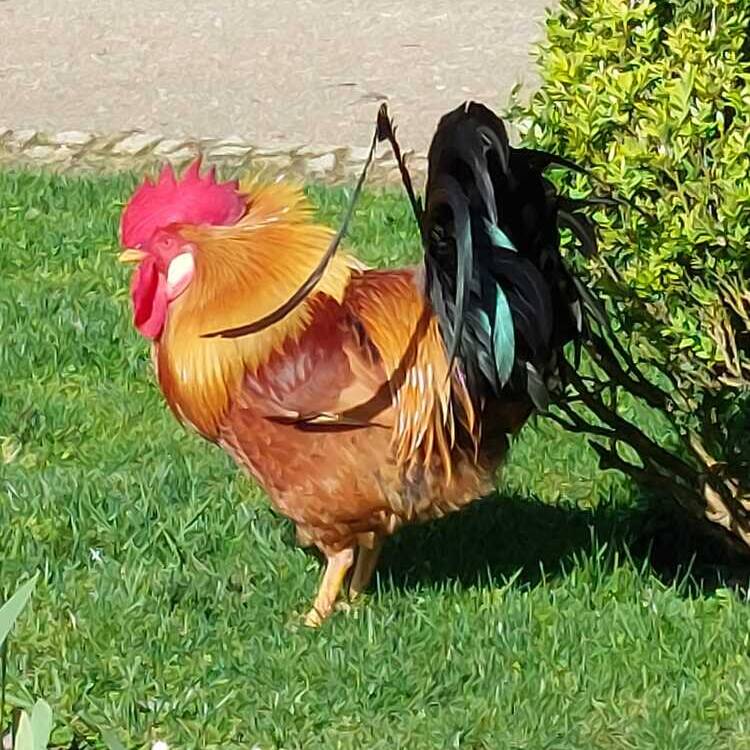 Foto de perfil de Dulce