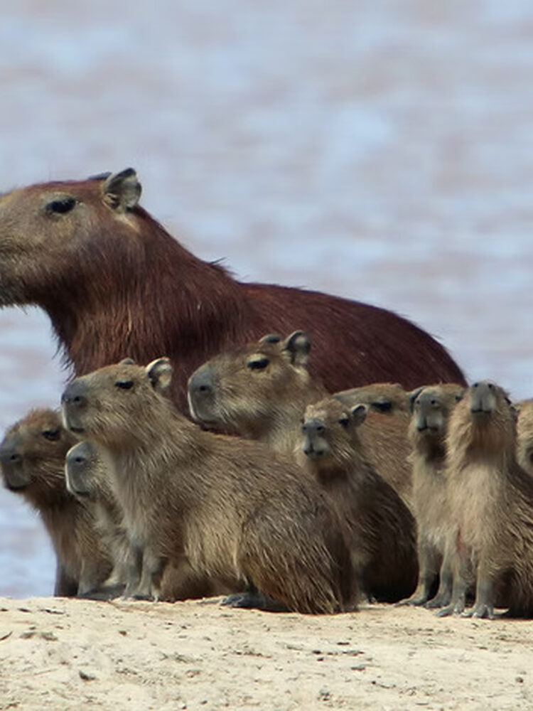 Foto de perfil de Capibara