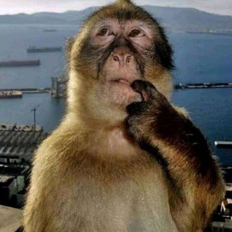 Foto de perfil de Pepino